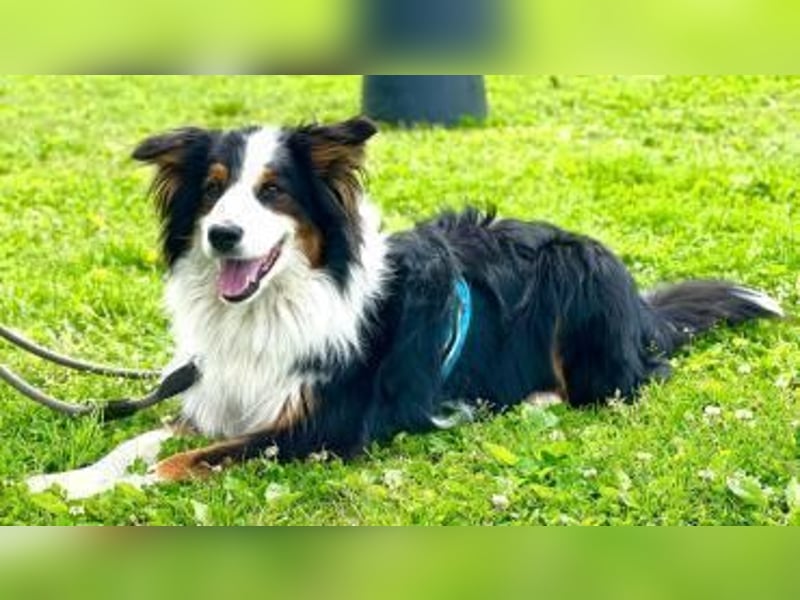 Sammy - verhaltensorigineller und emotionsflexibler Australien Shepherd