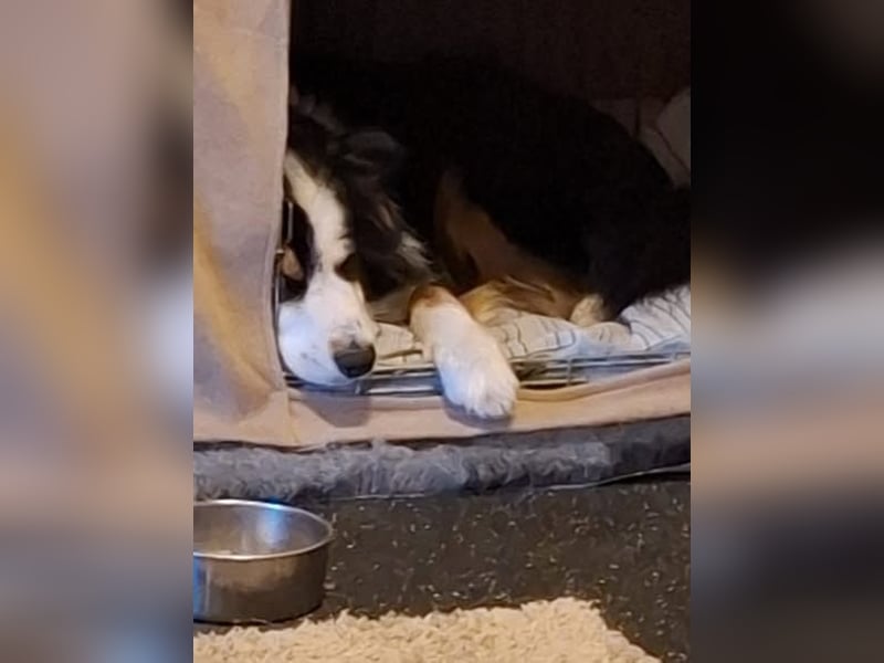 Sammy - verhaltensorigineller und emotionsflexibler Australien Shepherd