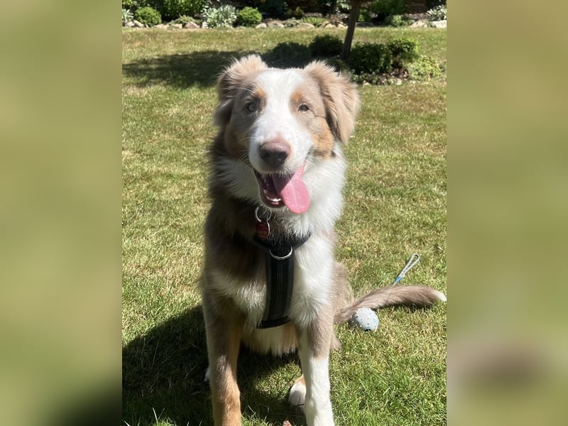 Lui sucht seine Familie