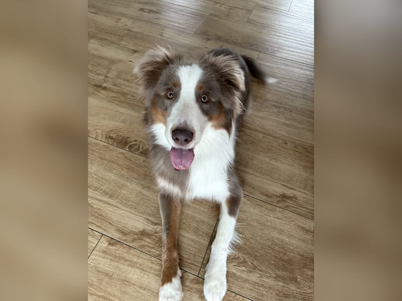 Lui sucht seine Familie