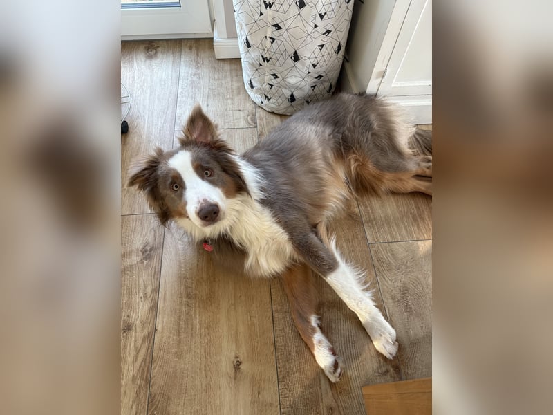 Lui sucht seine Familie