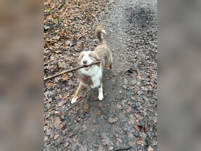 Lui sucht seine Familie