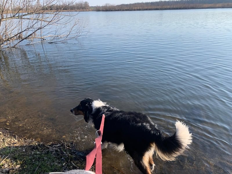 Australien, Shepard Brüder