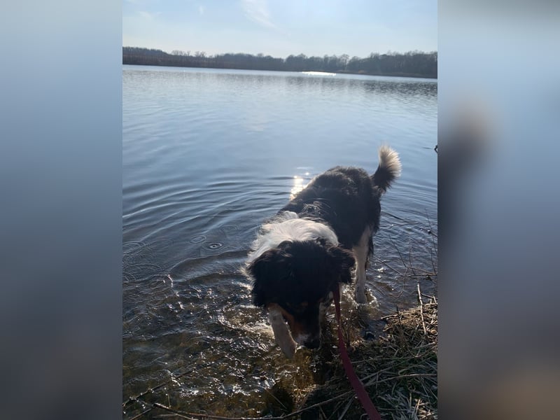 Australien, Shepard Brüder