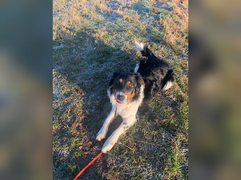 Australien, Shepard Brüder