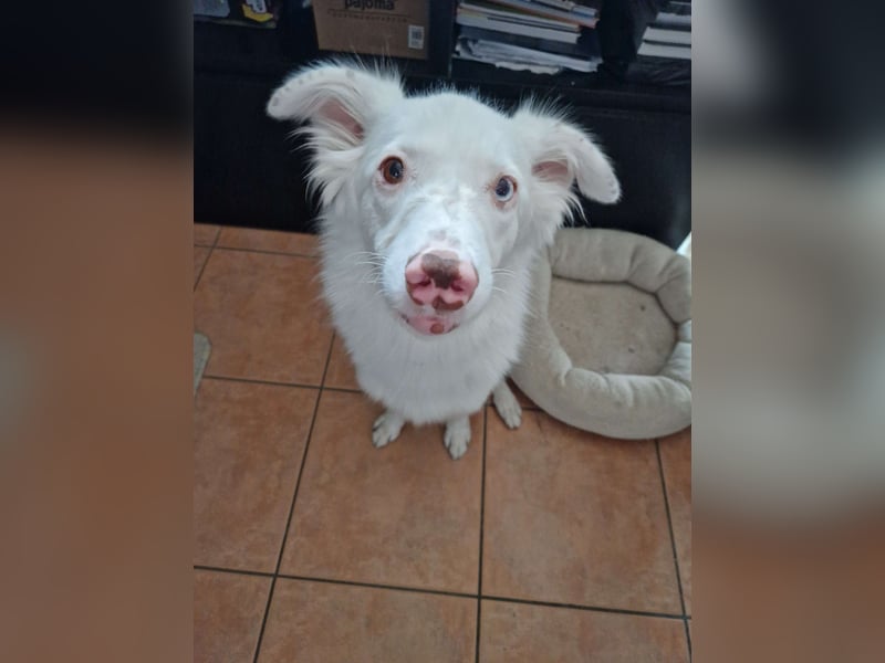 ❤️ Schweren Herzens sucht unsere taube AustralianShepherd Hündin Rübe ihr Für-immer-Zuhause