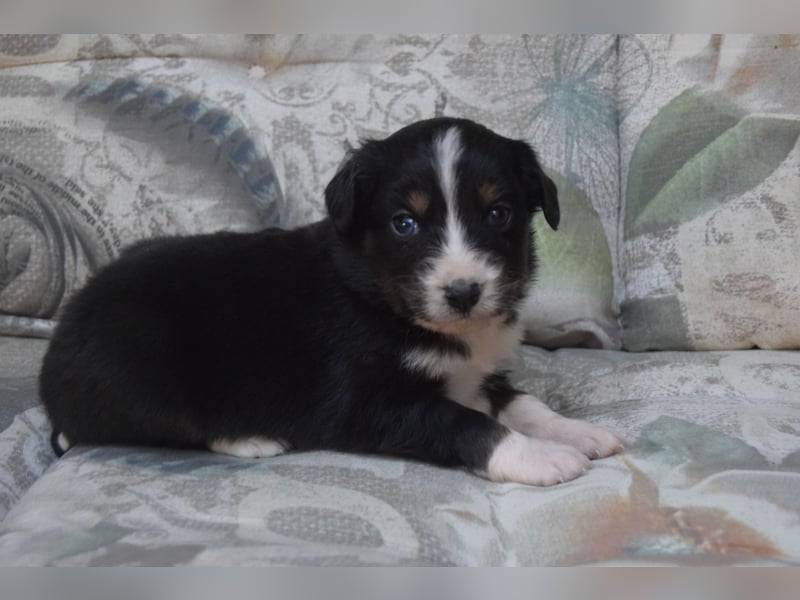 Wunderschöne Mini Ausiewelpen,aus seriös. Zucht!