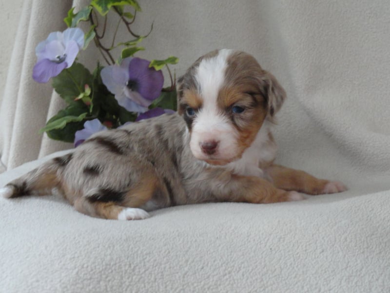 Wunderschöne Mini Ausiewelpen,aus seriös. Zucht!