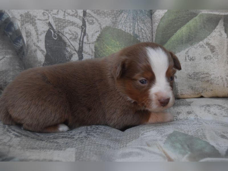 Wunderschöne Mini Ausiewelpen,aus seriös. Zucht!