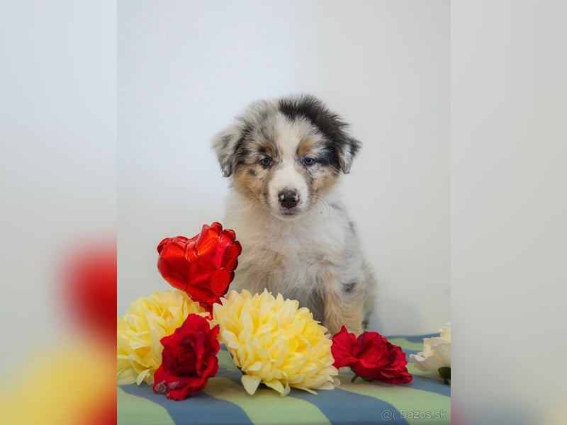 Australian shepherd Hündin – geimpft, entwurmt, gechipt, mit EU-Heimtierausweis