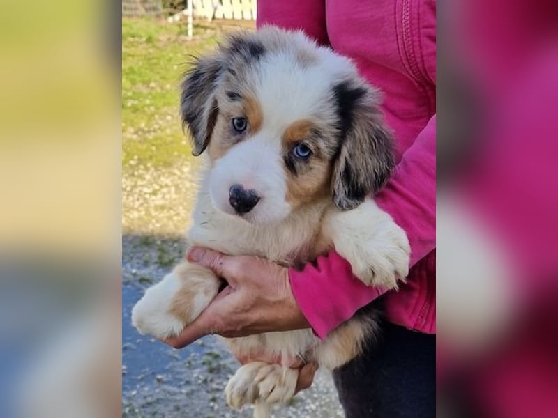 Australian shepherd Hündin – geimpft, entwurmt, gechipt, mit EU-Heimtierausweis