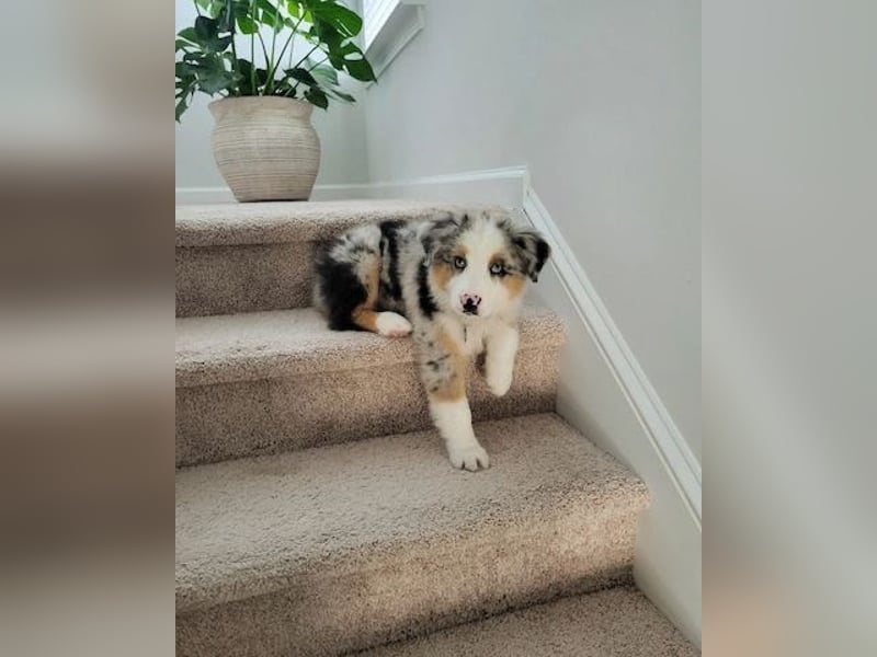 Australian shepherd Hündin – geimpft, entwurmt, gechipt, mit EU-Heimtierausweis