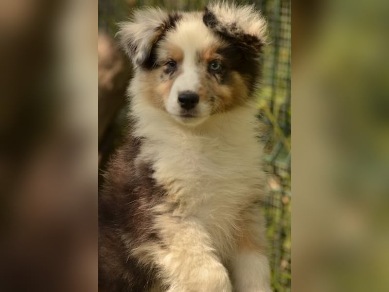 Australian shepherd Hündin – geimpft, entwurmt, gechipt, mit EU-Heimtierausweis