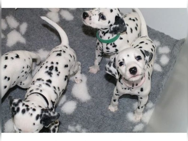 Dalmatiner Hündin – geimpft, entwurmt, gechipt, mit EU-Heimtierausweis