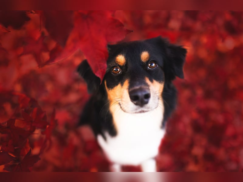 Australian-Sheperd-Hündin sucht neues Zuhause