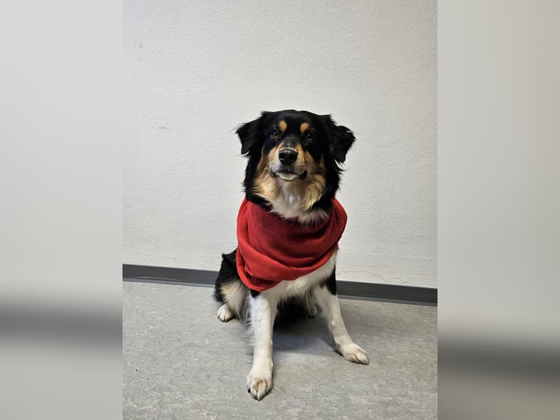 Australian-Sheperd-Hündin sucht neues Zuhause