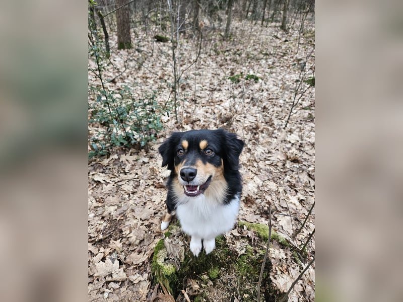 Australian-Sheperd-Hündin sucht neues Zuhause