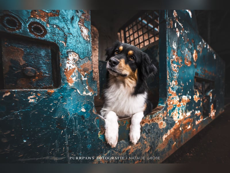 Australian-Sheperd-Hündin sucht neues Zuhause