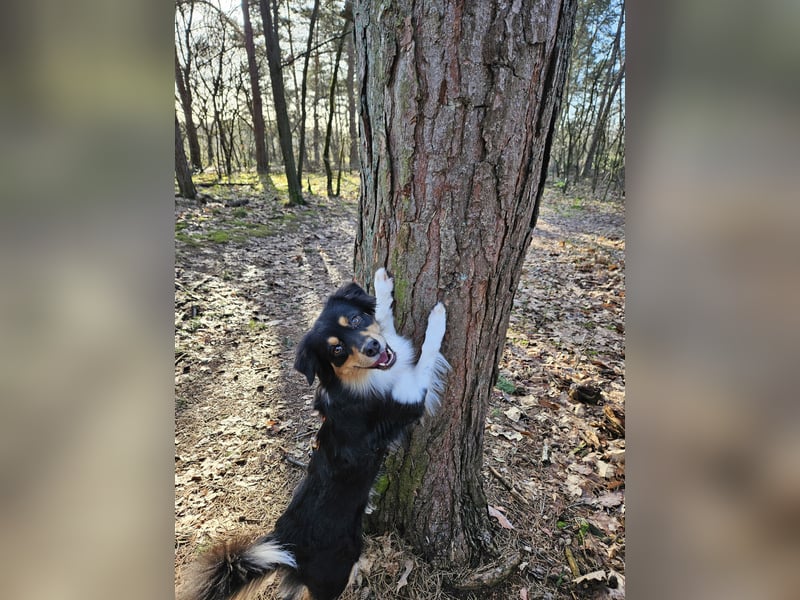Australian-Sheperd-Hündin sucht neues Zuhause