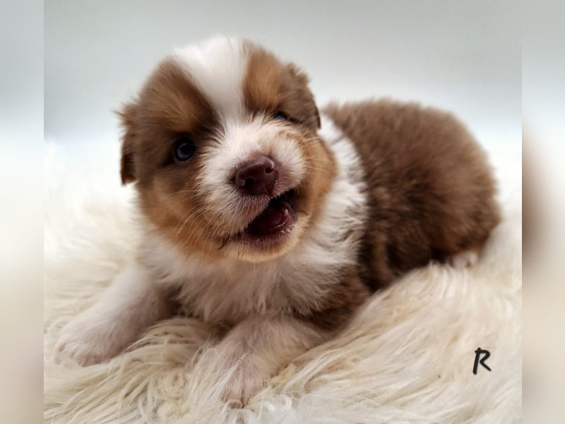 Deckrüde Mini Australian Shepherd