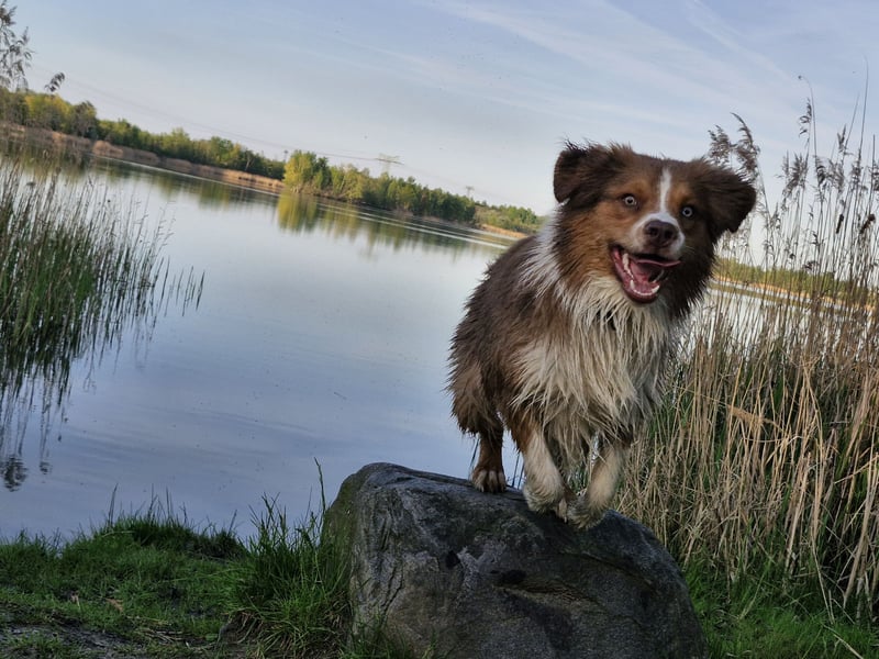 Deckrüde Mini Australian Shepherd
