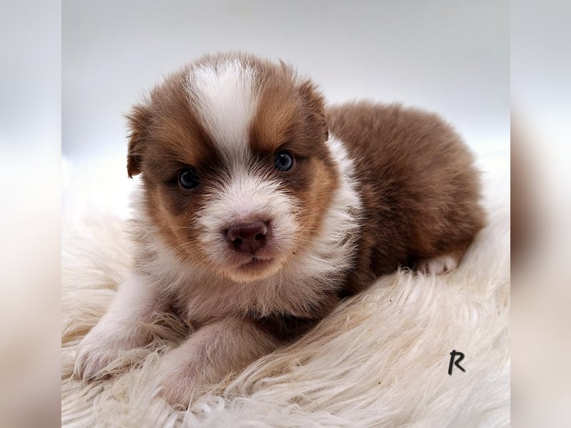 Deckrüde Mini Australian Shepherd