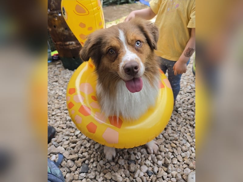 Deckrüde Mini Australian Shepherd