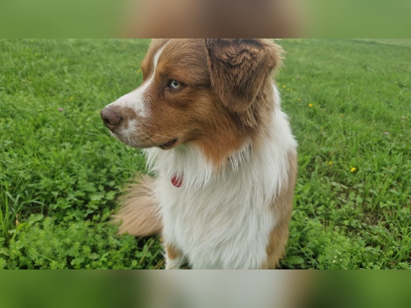 Deckrüde Mini Australian Shepherd