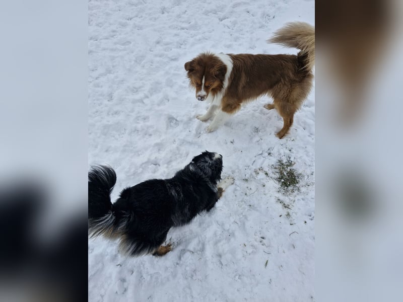 Deckrüde Mini Australian Shepherd