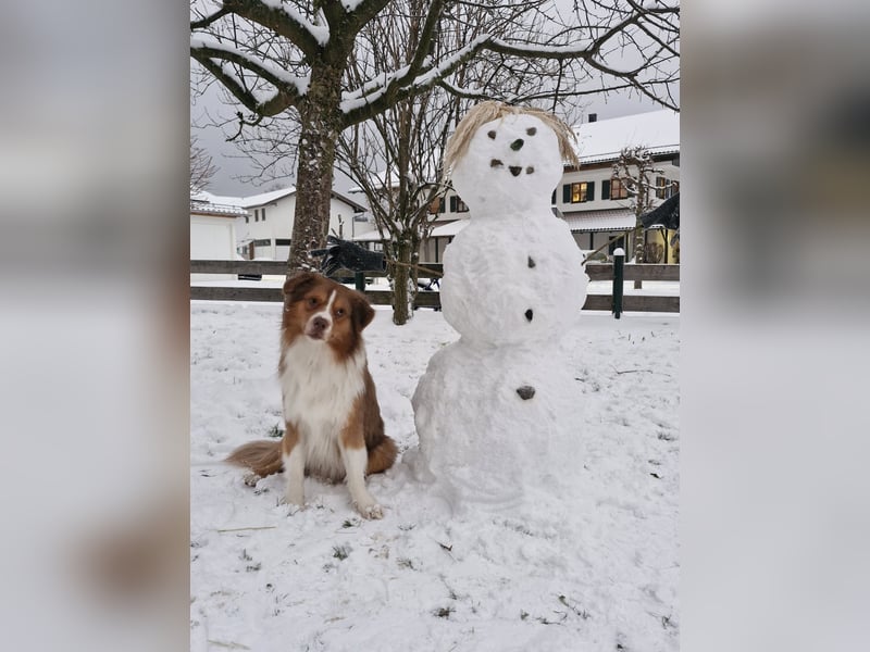 Deckrüde Mini Australian Shepherd
