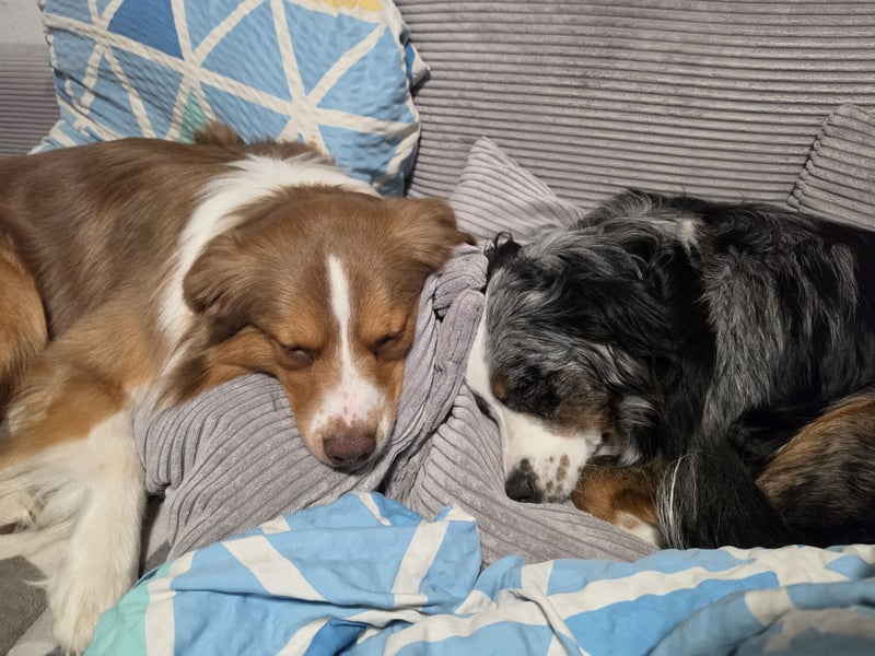 Deckrüde Mini Australian Shepherd