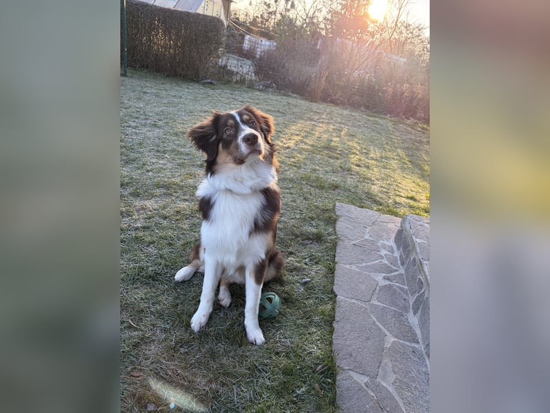 Australian Shepherd, Labrador Mix, 9 Monate