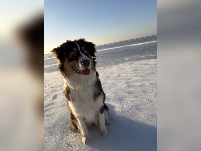 Australian Shepherd, Labrador Mix, 9 Monate