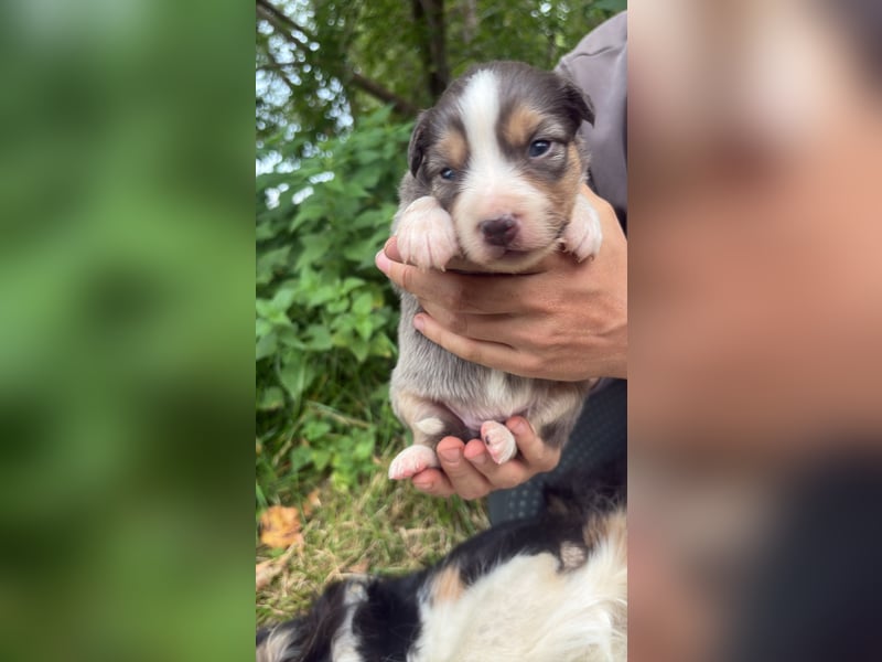 Australian shepherds zwerke