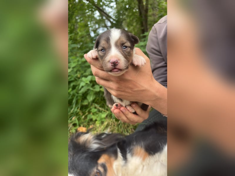 Australian shepherds zwerke