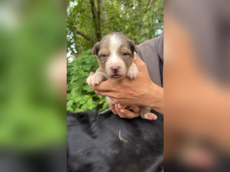 Australian shepherds zwerke