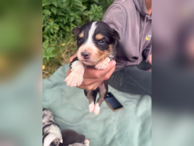 Australian shepherds zwerke