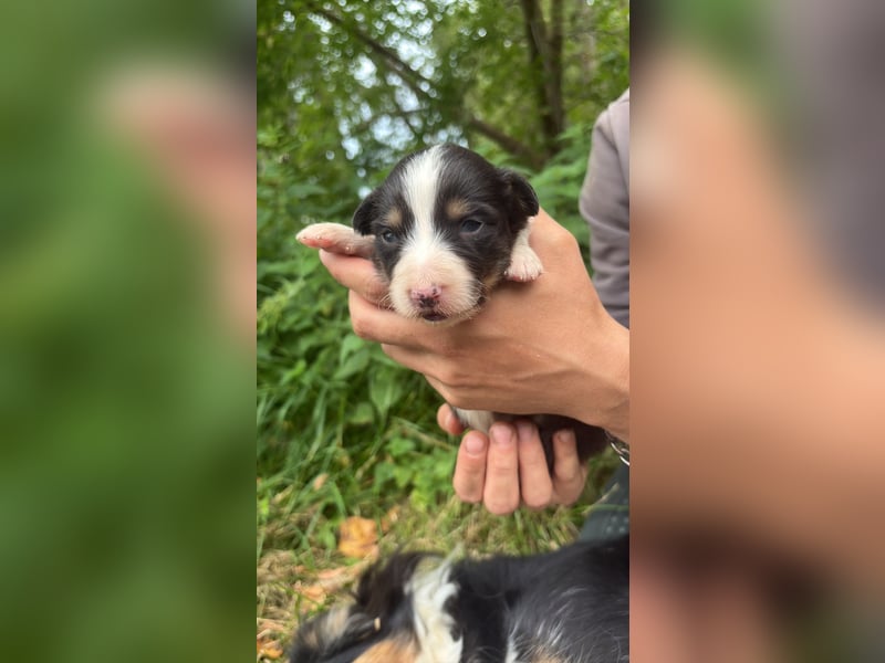 Australian shepherds zwerke