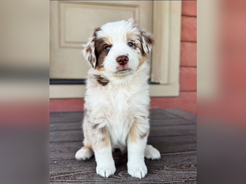 Australian shepherd Hündin – geimpft, entwurmt, gechipt, mit EU-Heimtierausweis