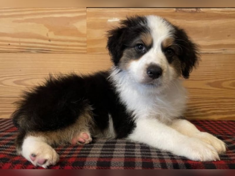 Australian shepherd Hündin – geimpft, entwurmt, gechipt, mit EU-Heimtierausweis