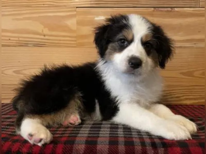 Australian shepherd Hündin – geimpft, entwurmt, gechipt, mit EU-Heimtierausweis