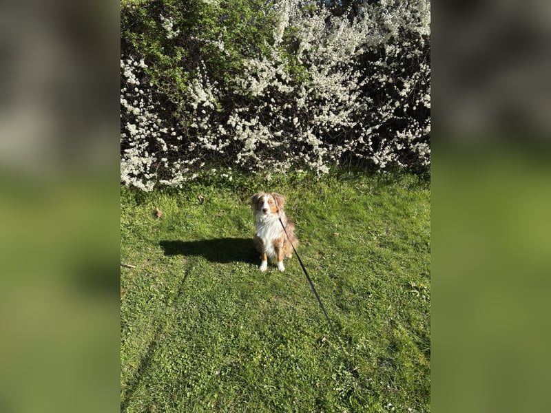 2 jähriger red tri mini Aussi