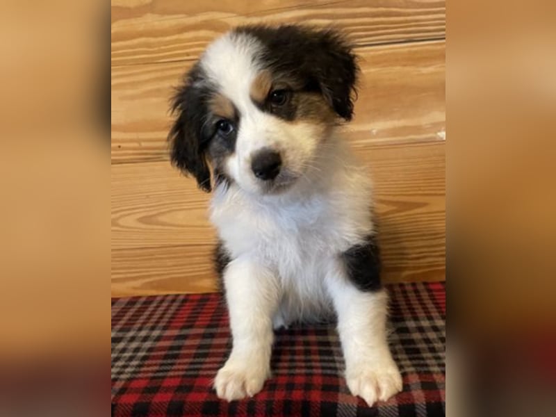 Australian shepherd Hündin – geimpft, entwurmt, gechipt, mit EU-Heimtierausweis