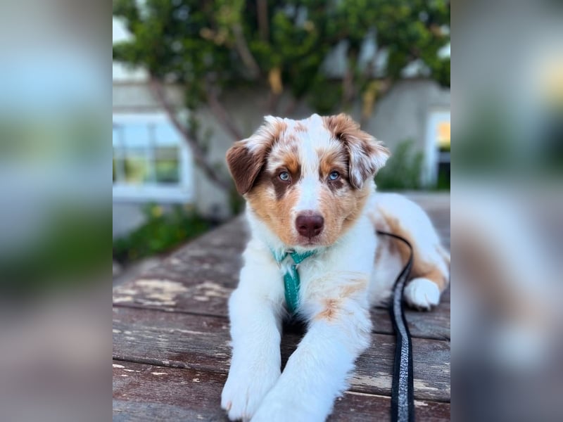 Australian shepherd Hündin – geimpft, entwurmt, gechipt, mit EU-Heimtierausweis