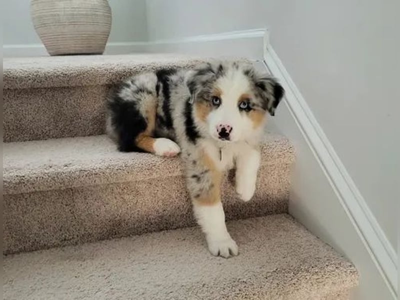 Australian shepherd Hündin – geimpft, entwurmt, gechipt, mit EU-Heimtierausweis