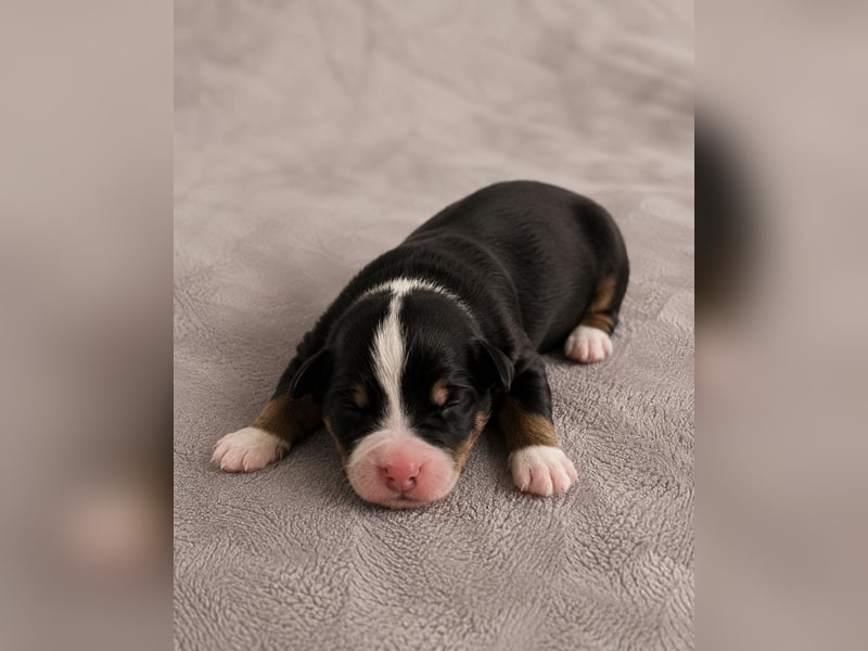 Australian Shepherd Welpen – Showlinien – kräftiger Knochenbau – kleinere Größe (MAS Typ)