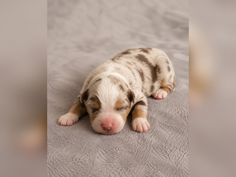 Australian Shepherd Welpen – Showlinien – kräftiger Knochenbau – kleinere Größe (MAS Typ)