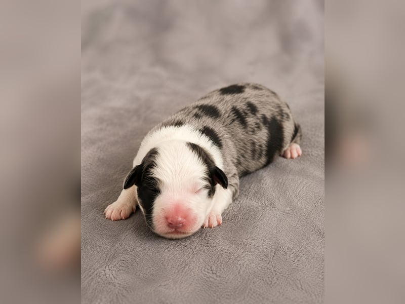 Australian Shepherd Welpen – Showlinien – kräftiger Knochenbau – kleinere Größe (MAS Typ)
