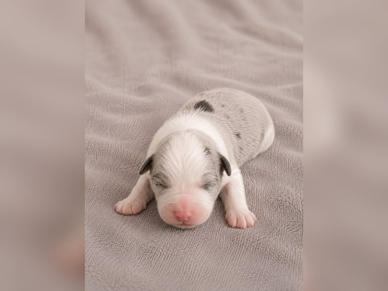 Australian Shepherd Welpen – Showlinien – kräftiger Knochenbau – kleinere Größe (MAS Typ)
