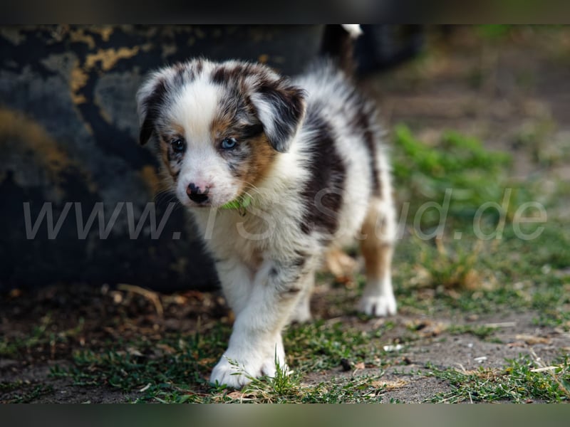 Australien Shepherd Welpen in Red Merl, Blue Merl und Black Tri abzugeben!
